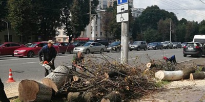 В Туле начали опиливыать засохшие и больные деревья