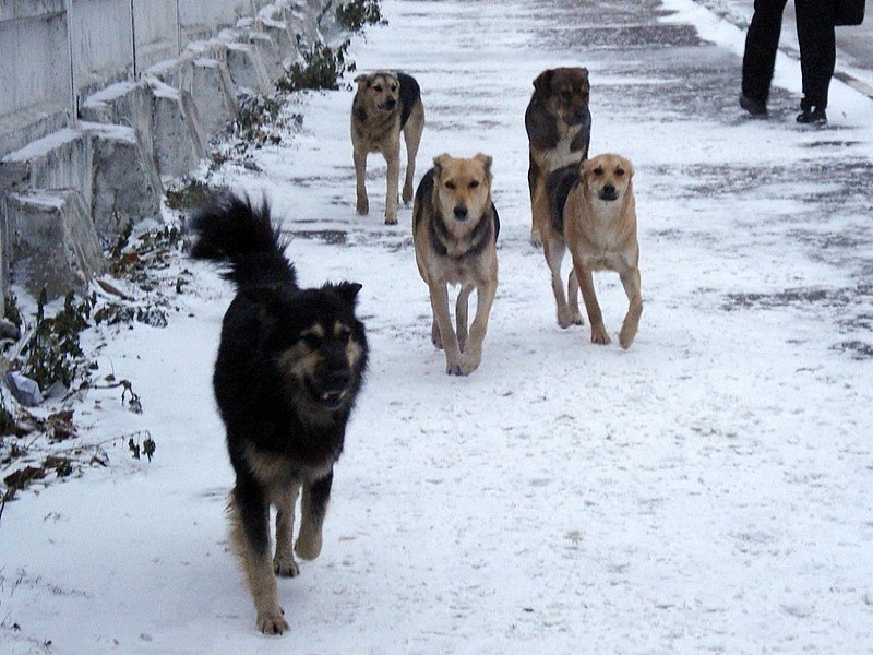 Тульский приют за неделю пополнили 23 собаки