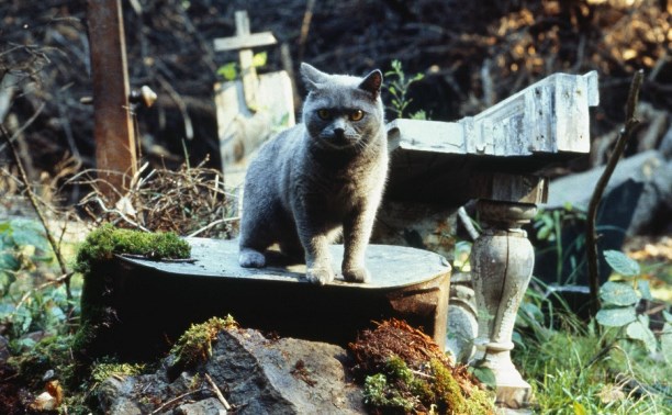 В Тульской области нашли незаконное кладбище домашних животных