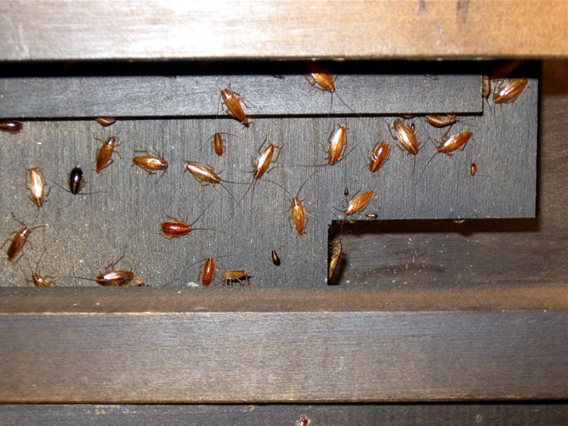 В тульском санатории тараканы захватили кухню