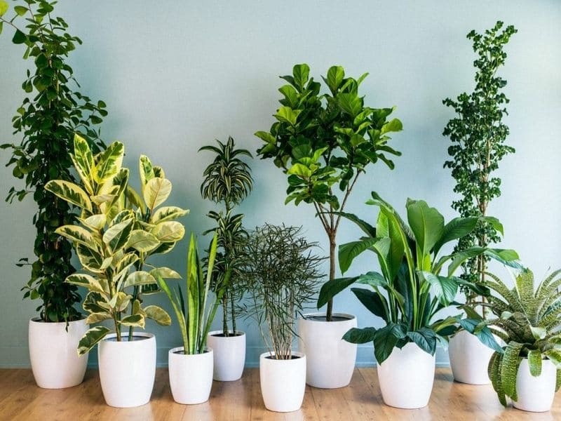 Какие растения безопасны для вашего дома