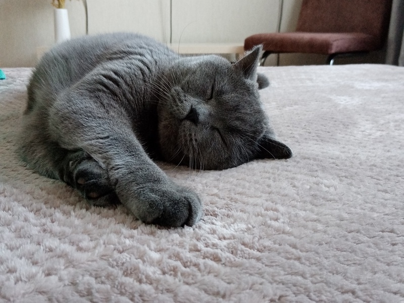 Гороскоп на год кота: Кот