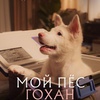 Мой пёс Гохан - Афиша в Орле
