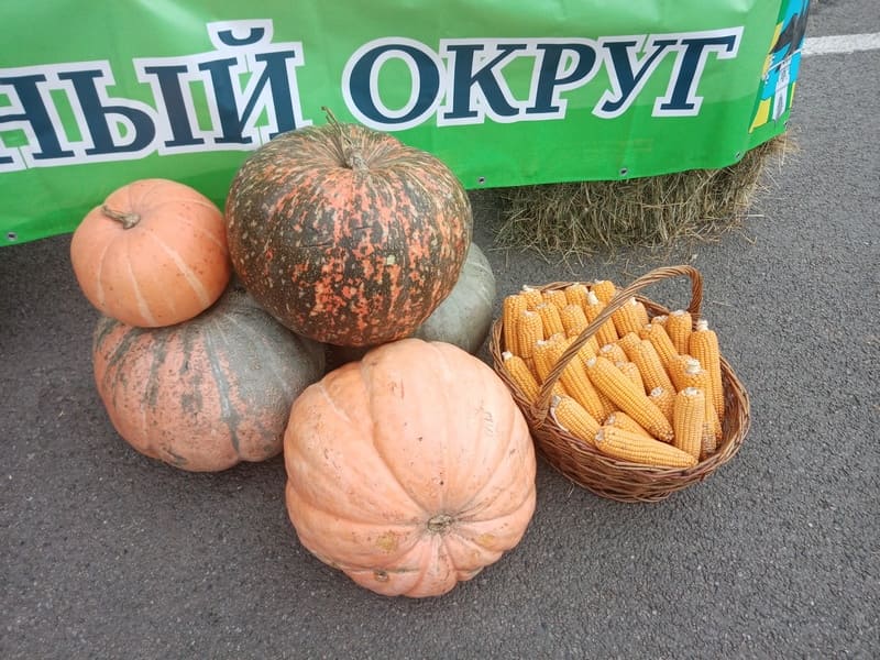 Тулякам предложат сыграть в боулинг тыквами