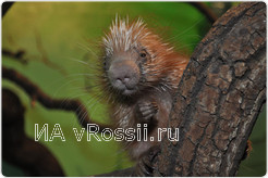 Детенышу пимплы 1, 5 месяцев