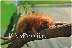 Новорожденный пимпла 