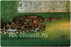 Анаконда парагвайская